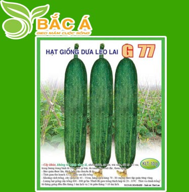 Hạt Giống Dưa Lai G77