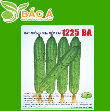 Hạt Giống Dưa Nếp Lai 1225BA