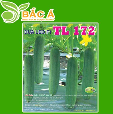 Hạt Giống Dưa Leo F1 TL 172
