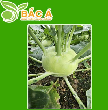 Hạt Giống Su Hào